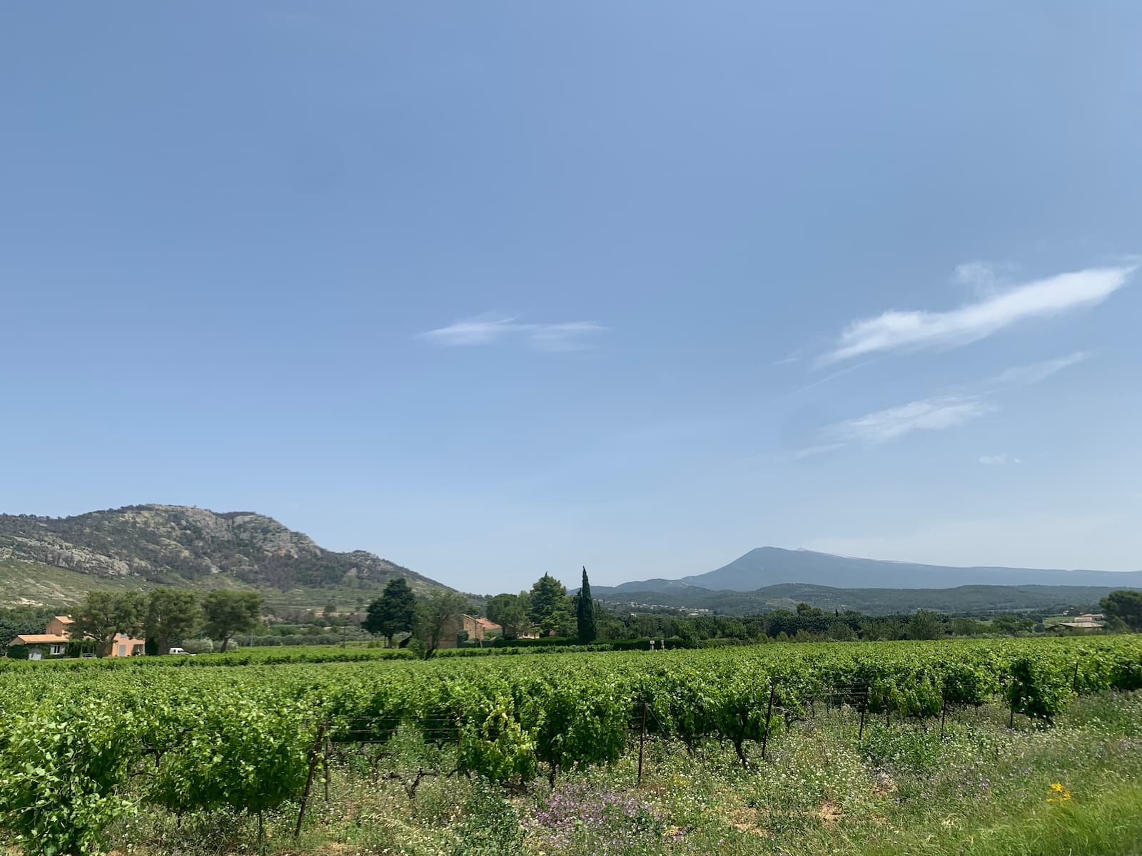 Vue sur le vignoble, Dentelles de Montmirail et Mont Ventoux